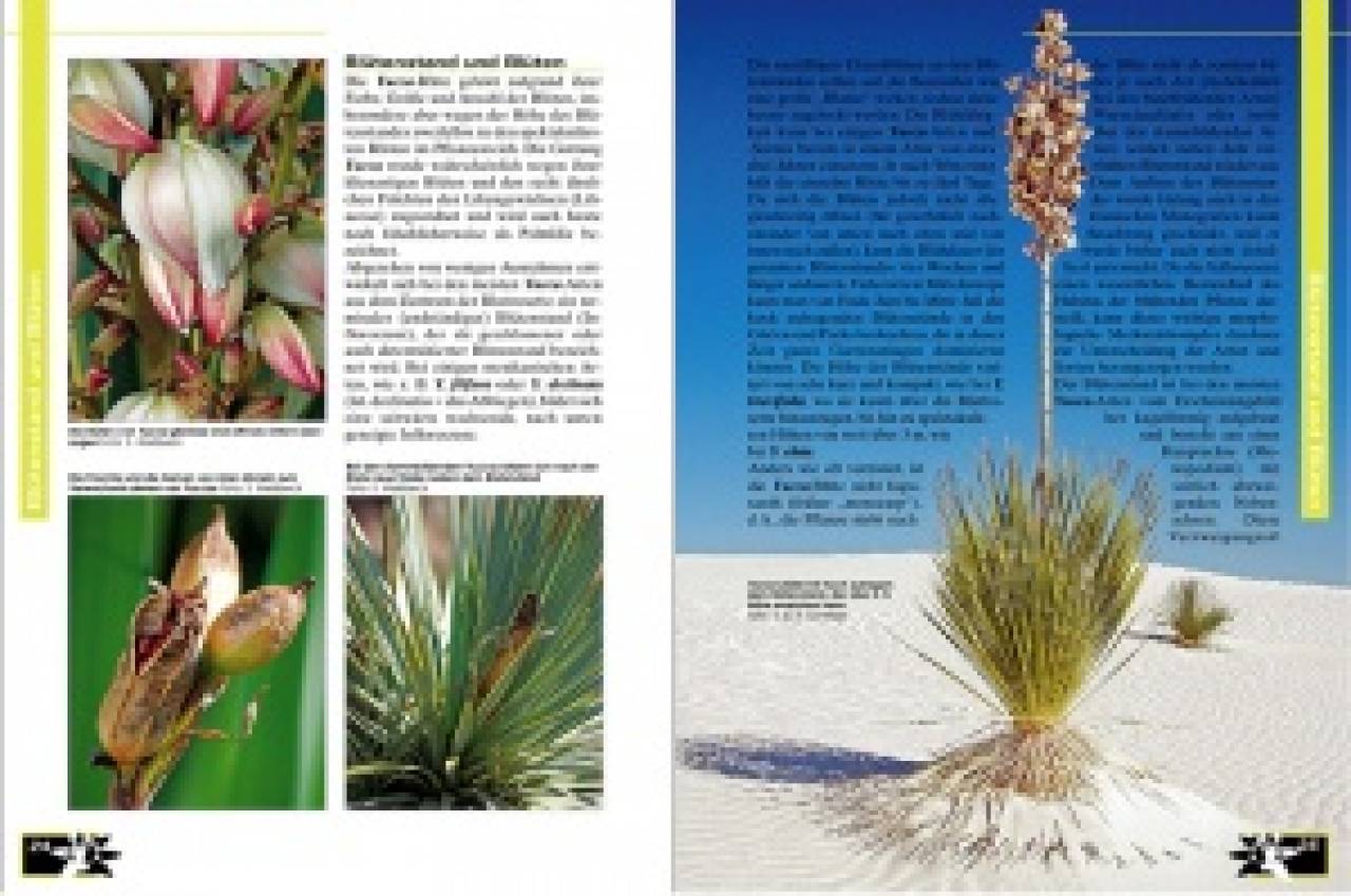 Faszination Bunt – Die Welt der panaschierten Yuccas